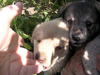 2048 X 1536 632.2 Kb 2048 X 1536 648.0 Kb 2048 X 1536 650.7 Kb 2048 X 1536 678.1 Kb 2048 X 1536 684.7 Kb Очень красивые щенята ищут свой дом