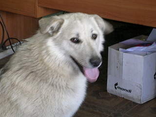 2048 X 1536 707.2 Kb Очень красивые щенята ищут свой дом