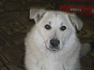 2048 X 1536 727.4 Kb 2048 X 1536 707.2 Kb Очень красивые щенята ищут свой дом