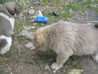 2048 X 1536 676.9 Kb 2048 X 1536 649.3 Kb 2048 X 1536 727.4 Kb 2048 X 1536 707.2 Kb Очень красивые щенята ищут свой дом