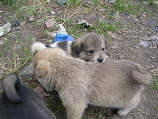 2048 X 1536 694.3 Kb 2048 X 1536 676.9 Kb 2048 X 1536 649.3 Kb 2048 X 1536 727.4 Kb 2048 X 1536 707.2 Kb Очень красивые щенята ищут свой дом