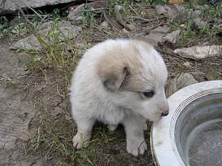 2048 X 1536 669.9 Kb Очень красивые щенята ищут свой дом