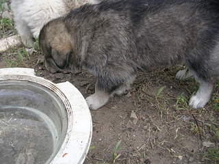 2048 X 1536 647.8 Kb 2048 X 1536 669.9 Kb Очень красивые щенята ищут свой дом