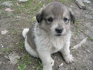 2048 X 1536 669.4 Kb 2048 X 1536 647.8 Kb 2048 X 1536 669.9 Kb Очень красивые щенята ищут свой дом