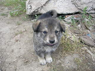 2048 X 1536 669.0 Kb 2048 X 1536 669.4 Kb 2048 X 1536 647.8 Kb 2048 X 1536 669.9 Kb Очень красивые щенята ищут свой дом