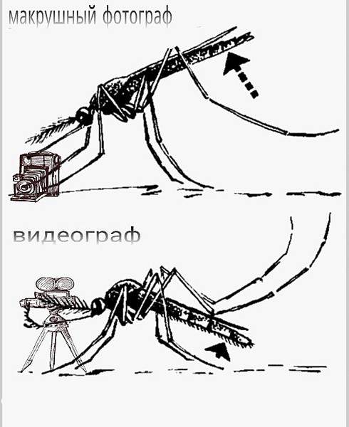 541 X 662  55.6 Kb Макровылазки и околомакрушные разговоры