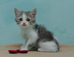 604 X 465 39.0 Kb 591 X 604 48.8 Kb    , ,    