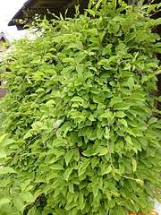 972 X 1296 768.0 Kb ������ ������� ���������� ���������, ������ ������