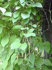 972 X 1296 558.9 Kb 972 X 1296 768.0 Kb ������ ������� ���������� ���������, ������ ������