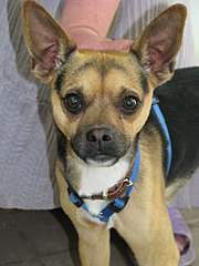 768 X 1024 129.0 Kb Ищем дом для маленького песика принесенного на усыпление. Помогите Баксу стать нужным