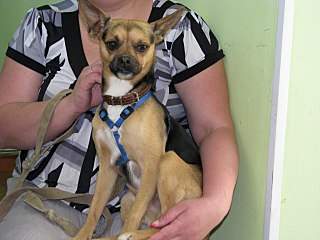 1280 X 960 178.8 Kb 768 X 1024 129.0 Kb Ищем дом для маленького песика принесенного на усыпление. Помогите Баксу стать нужным