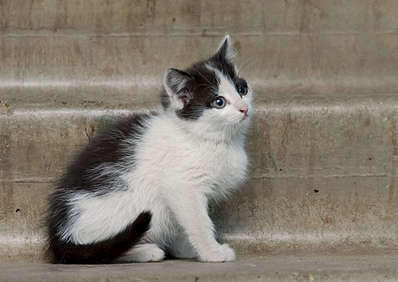 1920 X 1357 256.5 Kb      