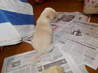 1920 X 1440 300.4 Kb 1920 X 1440 191.9 Kb 1920 X 1440 192.8 Kb  