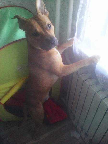 600 X 800  81.0 Kb !   (   