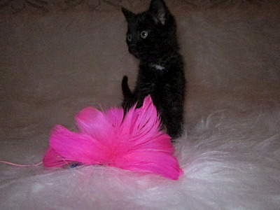 1600 X 1200 351.3 Kb 1600 X 1200 352.1 Kb    