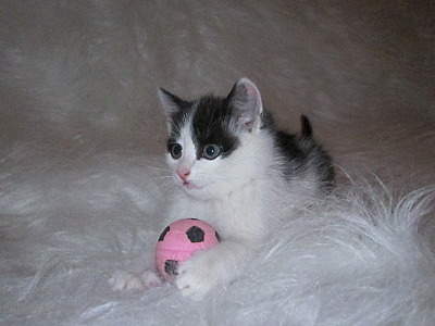 1600 X 1200 367.1 Kb 1600 X 1200 351.3 Kb 1600 X 1200 352.1 Kb    