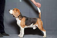 1920 X 1280 175.3 Kb  