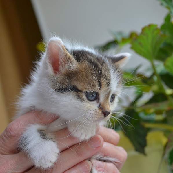 2015 X 2022 205.4 Kb      