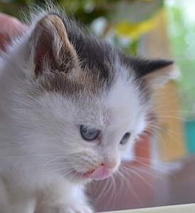 1540 X 1681 648.3 Kb      