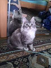 768 X 1024 150.6 Kb курильский бобтейл