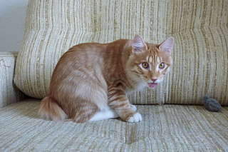 1920 X 1280 263.4 Kb курильский бобтейл