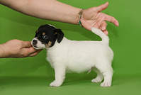 1484 X 1000 634.7 Kb  ''   .