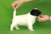 1464 X 1000 633.5 Kb 1484 X 1000 509.8 Kb 1484 X 1000 634.7 Kb  ''   .