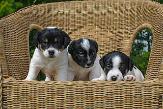 1500 X 1000 307.5 Kb  ''   .