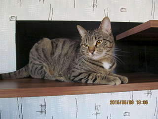 1920 X 1440 184.2 Kb 1920 X 1440 173.9 Kb 1920 X 2560 276.8 Kb 1920 X 1440 205.2 Kb   - , , .