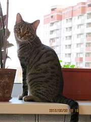 1920 X 2560 276.8 Kb 1920 X 1440 155.6 Kb   - , , .