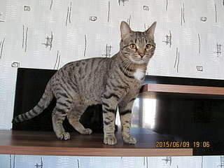 1920 X 1440 231.5 Kb 1920 X 2560 276.8 Kb 1920 X 1440 155.6 Kb   - , , .