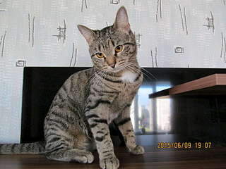 1920 X 1440 249.4 Kb 1920 X 1440 231.5 Kb 1920 X 2560 276.8 Kb 1920 X 1440 155.6 Kb   - , , .