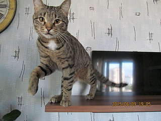 1920 X 1440 222.2 Kb 1920 X 1440 249.4 Kb 1920 X 1440 231.5 Kb 1920 X 2560 276.8 Kb 1920 X 1440 155.6 Kb   - , , .