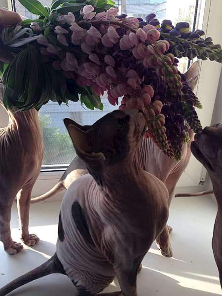 1080 X 1440 119.6 Kb  !   8 000 .