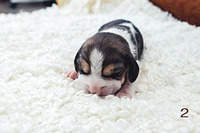 1199 X 800 126.2 Kb 1199 X 800 122.3 Kb  