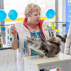 640 X 640 358.3 Kb 640 X 640 365.2 Kb 474 X 639 278.4 Kb курильский бобтейл