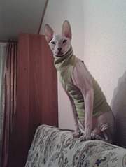 453 X 604 39.0 Kb 360 X 480 21.6 Kb  , ,   ()!