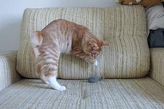 1280 X 853 217.1 Kb курильский бобтейл