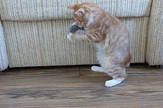 1280 X 853 204.6 Kb 1280 X 853 217.1 Kb курильский бобтейл