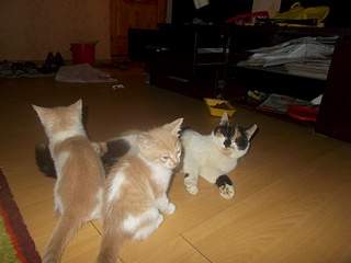 1024 X 768 227.2 Kb 1024 X 768 279.4 Kb 1024 X 768 252.2 Kb -   