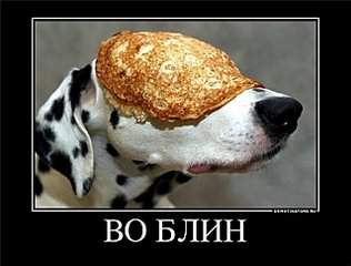 640 X 485 44.0 Kb Шиншиллы Из Династии Чин-Чин и девчонки-скотчонки) есть шиншиллята
