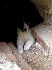 1920 X 2560 290.3 Kb 1920 X 2560 463.0 Kb     .