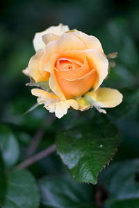 600 X 900 446.7 Kb 427 X 640 53.0 Kb 537 X 750 103.8 Kb   TAIR 11-A 2, 8135