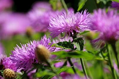 980 X 653 210.9 Kb   TAIR 11-A 2, 8135