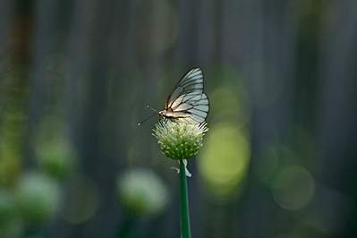 900 X 599 241.4 Kb 980 X 653 210.9 Kb   TAIR 11-A 2, 8135