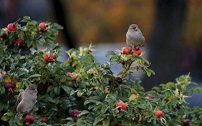 1024 X 642 102.3 Kb 500 X 333 49.4 Kb 1024 X 681 183.1 Kb 900 X 599 241.4 Kb 980 X 653 210.9 Kb   TAIR 11-A 2, 8135