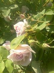 1944 X 2592 904.4 Kb 1944 X 2592 750.2 Kb    