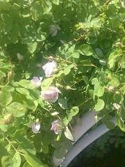 1944 X 2592 412.8 Kb 1944 X 2592 904.4 Kb 1944 X 2592 750.2 Kb    