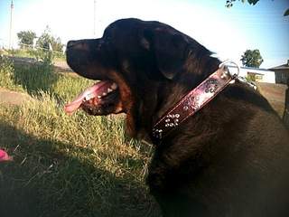 960 X 720 229.9 Kb 960 X 720 262.3 Kb 960 X 1280 342.4 Kb 768 X 1024 227.4 Kb   -  