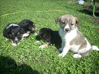 1920 X 1440 504.6 Kb        